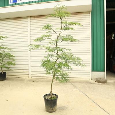 しだれ紅葉（苗木、植木） | 花、ガーデニング の商品一覧 通販