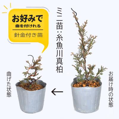 真柏（盆栽用苗）｜盆栽、苔玉 | 花、ガーデニング のおすすめ人気商品