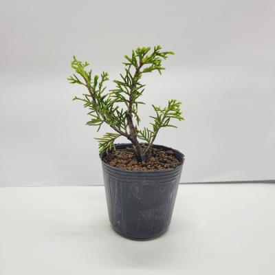 真柏の商品一覧 通販 - Yahoo!ショッピング