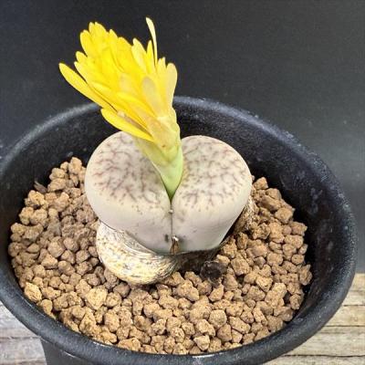 専用❤️速達付き同梱-250円　リトープス 翠娥玉 （曲玉の変異種) 鉢のまま 紫帝玉 激レア高級リトープス 多肉植物 韓国苗 観葉植物 花 園芸 多肉