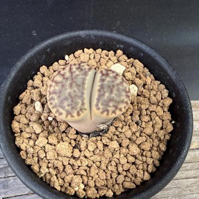 リトープスのおすすめ人気商品一覧 通販 - Yahoo!ショッピング