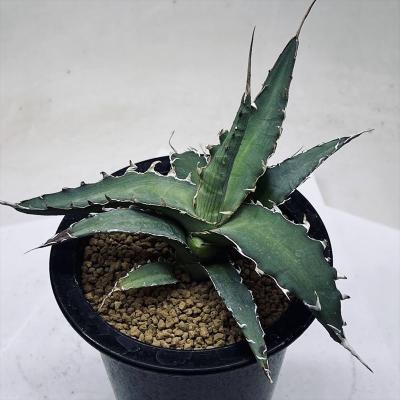 アガベ キシロナカンサのおすすめ人気商品一覧 通販 - Yahoo!ショッピング