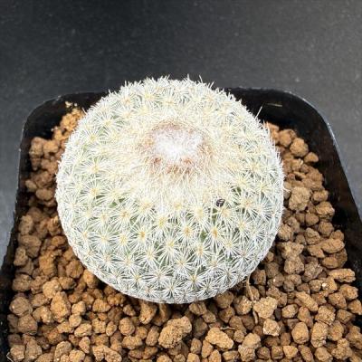サボテン ランポー玉（花、ガーデニング）のおすすめ人気商品一覧 通販