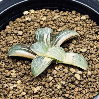 7d ハオルチア　多肉植物　スプリング錦2頭実生　自家繁殖 7d ハオルチア 多肉植物 スプリング錦2頭実生 自家繁殖 【多肉