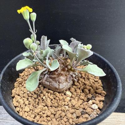 オトンナのおすすめ人気商品一覧 通販 - Yahoo!ショッピング