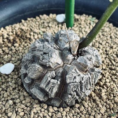亀甲竜 鉢の商品一覧 通販 - Yahoo!ショッピング 亀甲竜 鉢の商品一覧 通販 - Yahoo!ショッピング