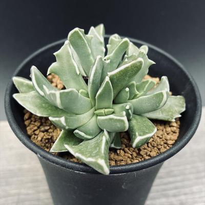 フォーカリアのおすすめ人気商品一覧 通販 - Yahoo!ショッピング