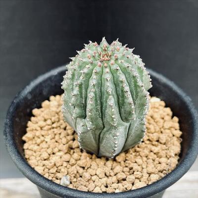 ☆激白☆白衣ホリダ　アルバ　ホリダ　幅8.4cm ゼブラホリダ　オベサ ユーフォルビア ホリダのおすすめ人気商品一覧 通販 - Yahoo!ショッピング