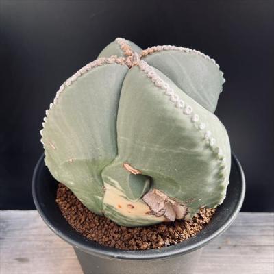 鸞鳳玉のおすすめ人気商品一覧 通販 - Yahoo!ショッピング