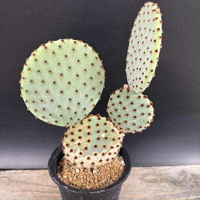 オプンチアopuntia（サボテン、多肉植物） | 花、ガーデニング の