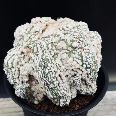 サボテン白兜35本(タイプいろいろ) 楽天市場】サボテン：アストロフィツム 岩田氏白兜*幅12cm