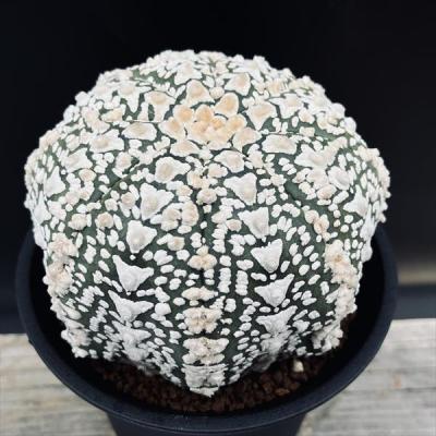 アストロフィツム 兜のおすすめ人気商品一覧 通販 - Yahoo