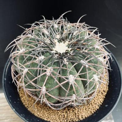 ギムノカリキウムのおすすめ人気ランキングTOP100 - Yahoo!ショッピング