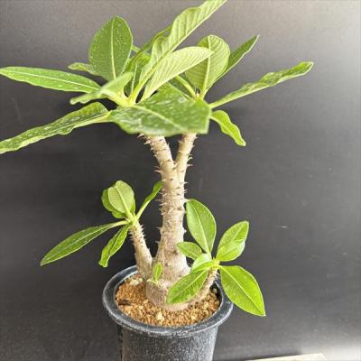 コーデックス：パキポディウム ウィンゾリー 国内実生*葉幅22cm 現品