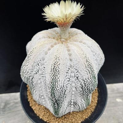 サボテン白兜35本(タイプいろいろ) 楽天市場】サボテン：アストロフィツム 岩田氏白兜*幅12cm