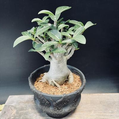 a*s様 アデニウム　特大株　オススメ品 a*s様 アデニウム 特大株 オススメ品