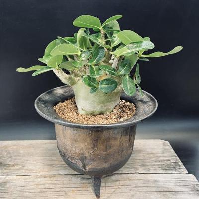 アデニウムのおすすめ人気商品一覧 通販 - Yahoo!ショッピング