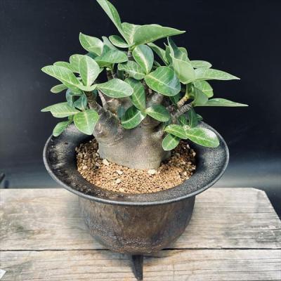 a34 アデニウム ドワーフ タコ足 塊根植物 コーデックス