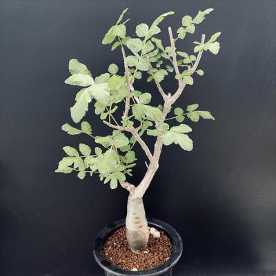 塊根植物 ブルセラ スコレッチテンダリ 塊根植物 ブルセラ スコレッチ