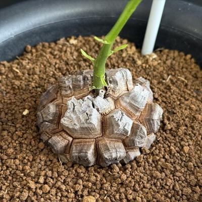 早い者勝ち 約7センチ 良型 まん丸 バキバキ 亀甲竜 アフリカ亀甲竜 早い者勝ち 約7センチ 良型 まん丸 バキバキ 亀甲竜 アフリカ