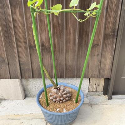 特大size 【亀甲竜】 1点もの 鉢のまま発送します 現品限り】アフリカ亀甲竜 蔦が長い場合は丸くまとめます【E57