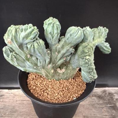 竜神木のおすすめ人気商品一覧 通販 - Yahoo!ショッピング