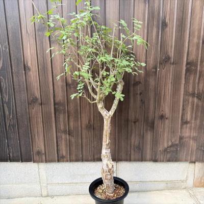 ブルセラのおすすめ人気商品一覧 通販 - Yahoo!ショッピング