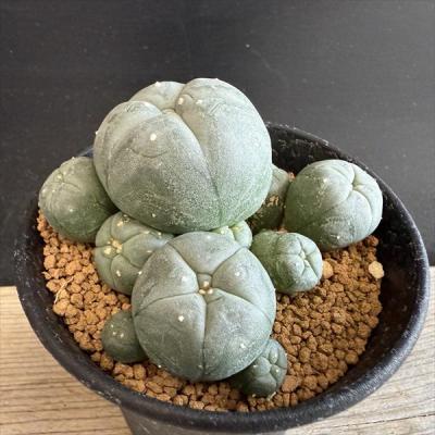 烏羽玉 サボテンのおすすめ人気商品一覧 通販 - Yahoo!ショッピング