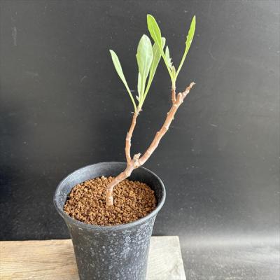 オトンナのおすすめ人気商品一覧 通販 - Yahoo!ショッピング