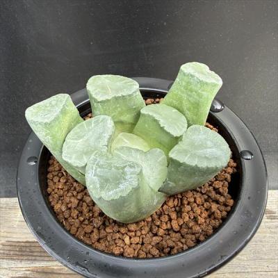 多肉植物 ハオルチア 万象のおすすめ人気商品一覧 通販 - Yahoo