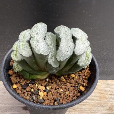多肉植物 ハオルチア 玉扇のおすすめ人気商品一覧 通販 - Yahoo
