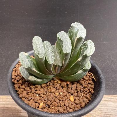 多肉植物 ハオルチア 玉扇のおすすめ人気商品一覧 通販 - Yahoo