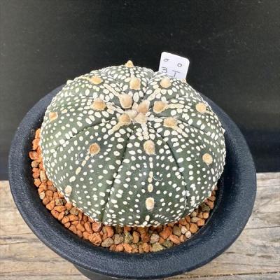 サボテン 兜のおすすめ人気商品一覧 通販 - Yahoo!ショッピング