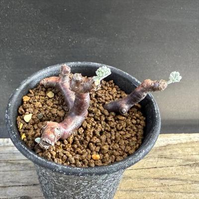 ペラルゴニウム ミラビレ（花、ガーデニング）のおすすめ人気商品一覧