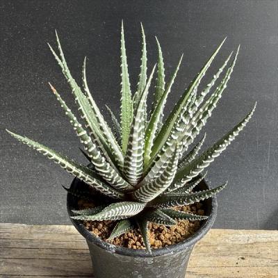 ハオルチア 錦（サボテン、多肉植物） | 花、ガーデニング のおすすめ