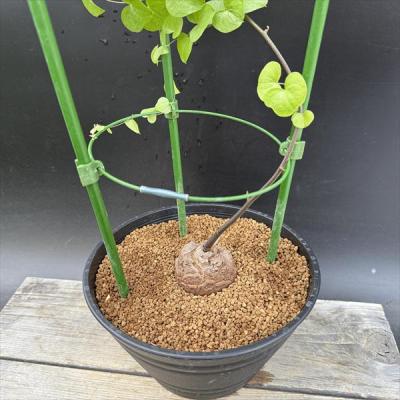 亀甲竜のおすすめ人気商品一覧 通販 - Yahoo!ショッピング