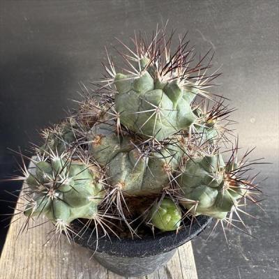 サボテン 丸（サボテン、多肉植物） | 花、ガーデニング のおすすめ