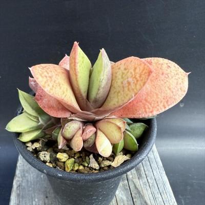 ガステリア 多肉植物のおすすめ人気商品一覧 通販 - Yahoo!ショッピング