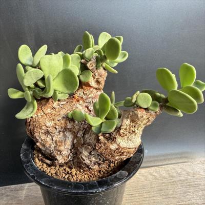 遊恵盆栽 Yahoo!店 - コーデックス＆観葉系｜Yahoo!ショッピング