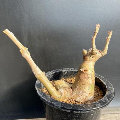 キフォステンマ（サボテン、多肉植物） | 花、ガーデニング のおすすめ