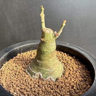 アデニアグラウカのおすすめ人気商品一覧 通販 - Yahoo!ショッピング