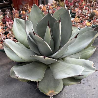 アガベパリー（サボテン、多肉植物） | 花、ガーデニング のおすすめ