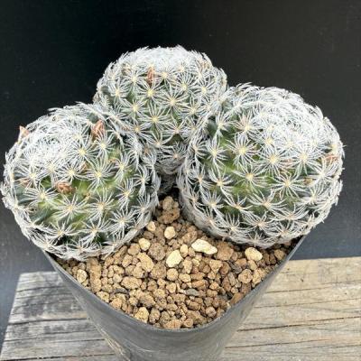 サボテン マミラリア（サボテン、多肉植物） | 花、ガーデニング の
