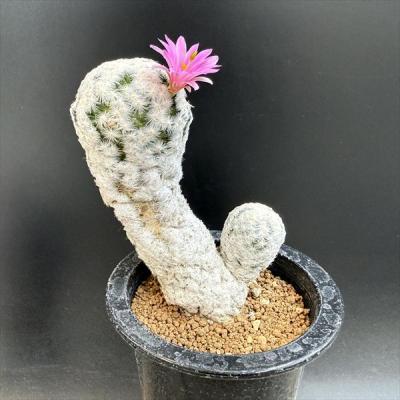 サボテン マミラリア（サボテン、多肉植物） | 花、ガーデニング の