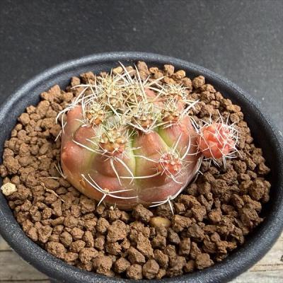 サボテンギムノカリキウム（サボテン、多肉植物） | 花、ガーデニング