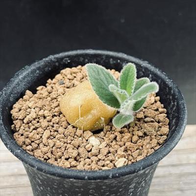 シンニンギアのおすすめ人気商品一覧 通販 - Yahoo!ショッピング