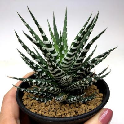 ハオルチア（花の苗）｜苗 | 花、ガーデニング のおすすめ人気商品一覧
