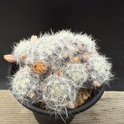 サボテン マミラリアのおすすめ人気商品一覧 通販 - Yahoo!ショッピング