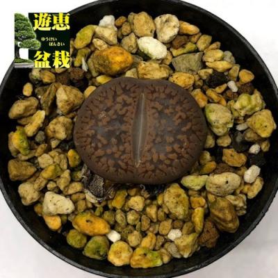 リトープスのおすすめ人気商品一覧 通販 - Yahoo!ショッピング