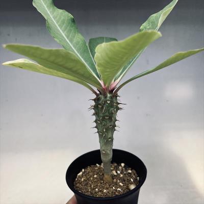 ユーフォルビア　ビグエリー 多肉植物：ユーフォルビア ビグエリー 噴火竜*S 葉幅9cm